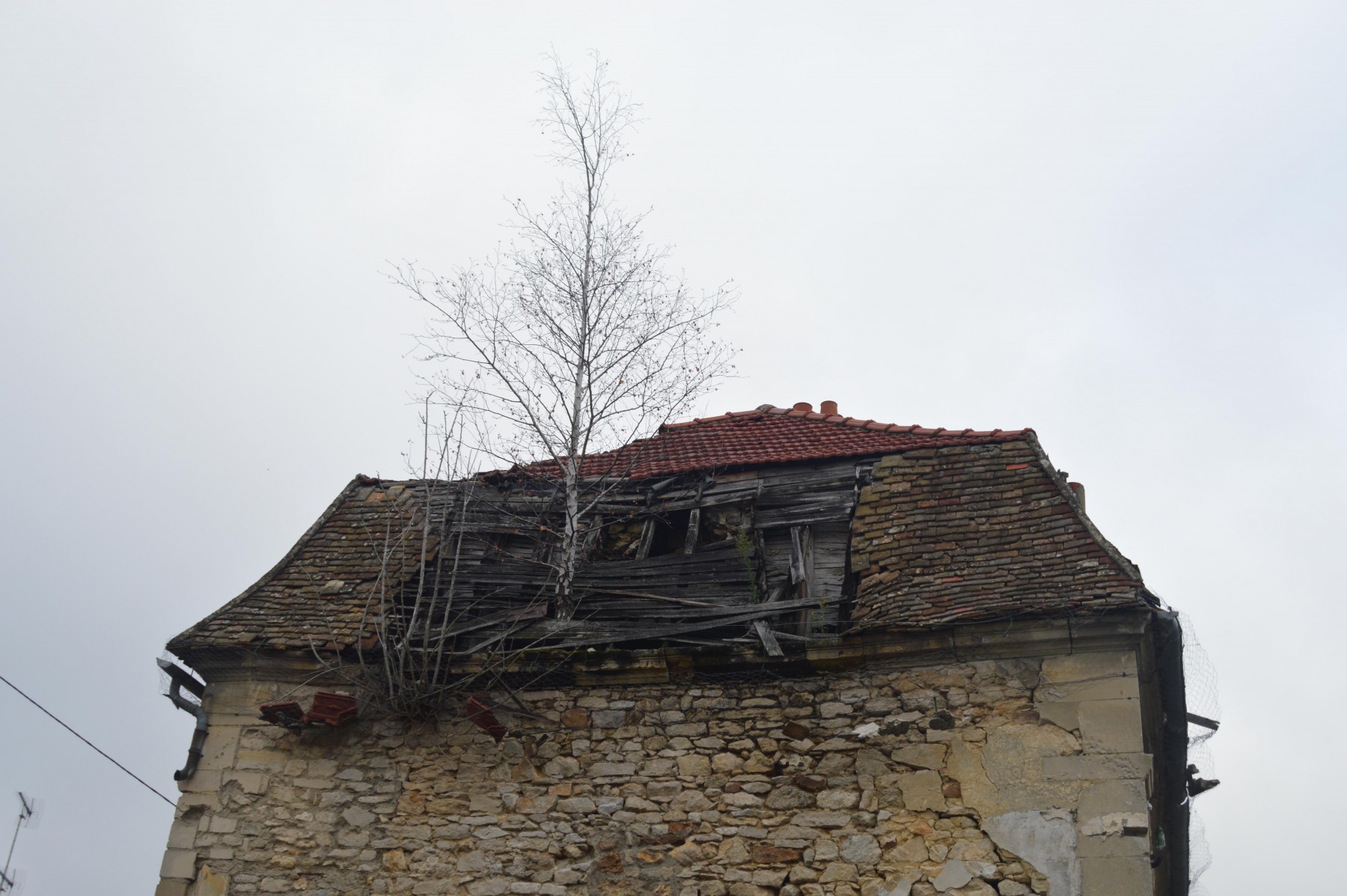 Bouleau_sur_Briere